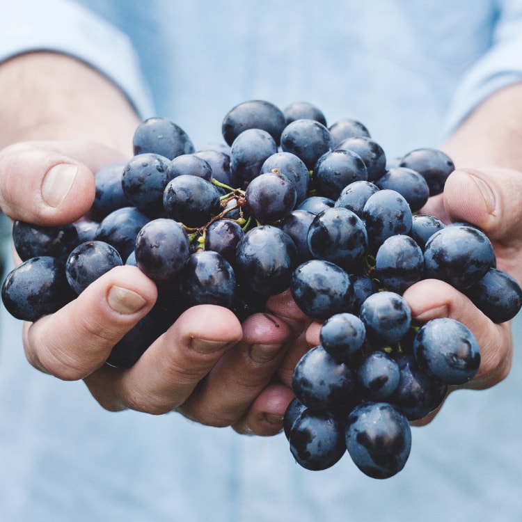 Vinařství Kalábek - obec Hovorany